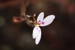 Stylidium assimile