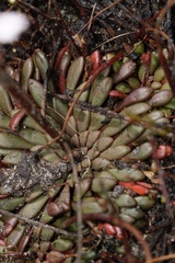 Stylidium assimile