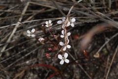 Stylidium corymbosum