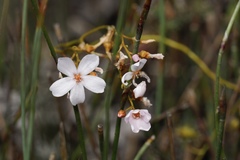 Drosera myriantha