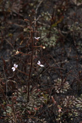 Stylidium assimile