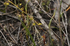 Drosera myriantha