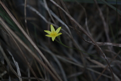 Hypoxis juncea