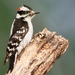 Downy Woodpecker - Photo (c) Wolfgang Wander, some rights reserved (CC BY-SA)