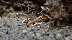 Prostheceraeus floridanus