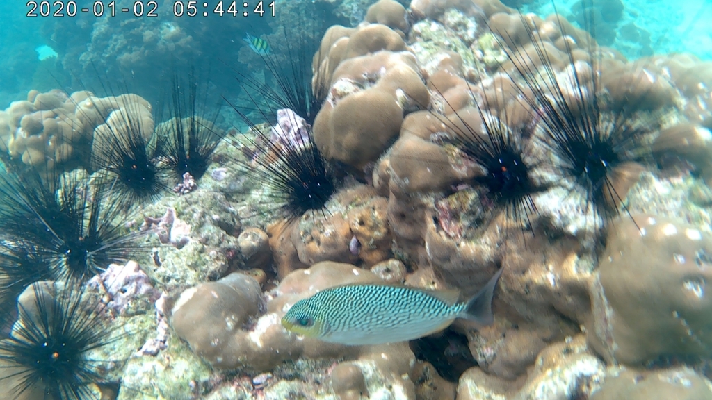 bluespotted spinefish