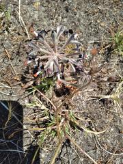 Pelargonium auritum auritum