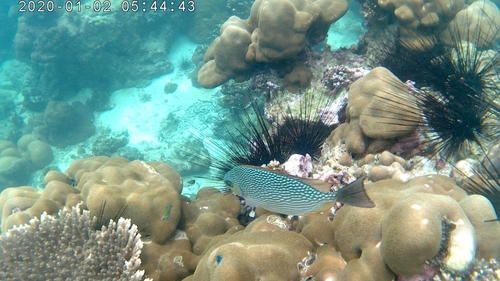 Java Rabbitfish (Siganus javus)
