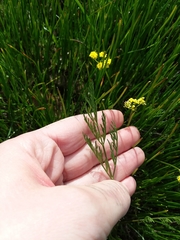 Lomatium bradshawii