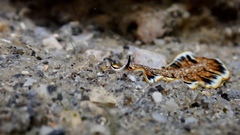 Prostheceraeus floridanus