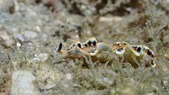Prostheceraeus floridanus