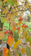 Malus yunnanensis