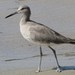 Willet - Photo (c) Davefoc, some rights reserved (CC BY-SA)