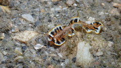 Prostheceraeus floridanus