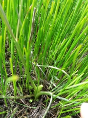 Lomatium bradshawii