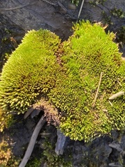 Bryum dichotomum