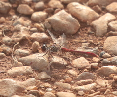 Sympetrum meridionale
