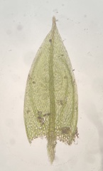 Bryum dichotomum