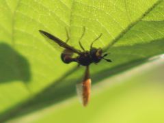 Monoceromyia floridensis