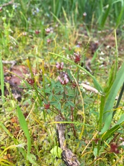 Trifolium oliganthum