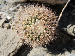 Parodia