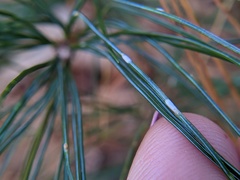 Chionaspis pinifoliae