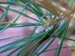 Chionaspis pinifoliae
