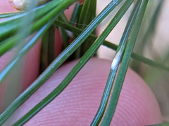 Chionaspis pinifoliae