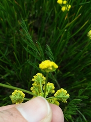 Lomatium bradshawii