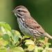 Song Sparrow - Photo (c) Cephas, some rights reserved (CC BY-SA)