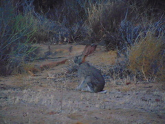Lepus saxatilis