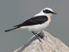 Western Black-eared Wheatear - Photo (c) Mark S Jobling, some rights reserved (CC BY)