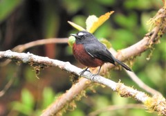 Ochthoeca cinnamomeiventris