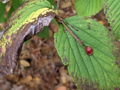 Viburnum wrightii