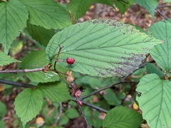 Viburnum wrightii