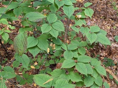 Viburnum wrightii