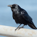 Fish Crow - Photo (c) Rhododendrites, some rights reserved (CC BY-SA)