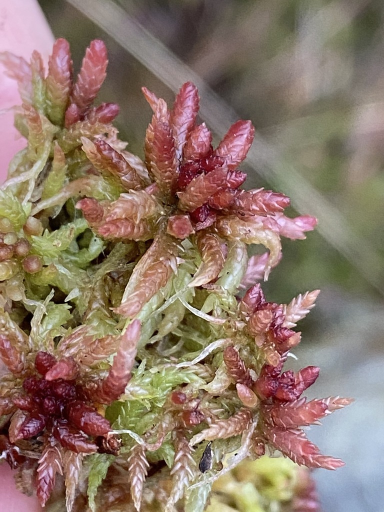 Sphagnum magellanicum