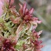 Sphagnum magellanicum - Photo (c) elenasuslova, μερικά δικαιώματα διατηρούνται (CC BY-NC)