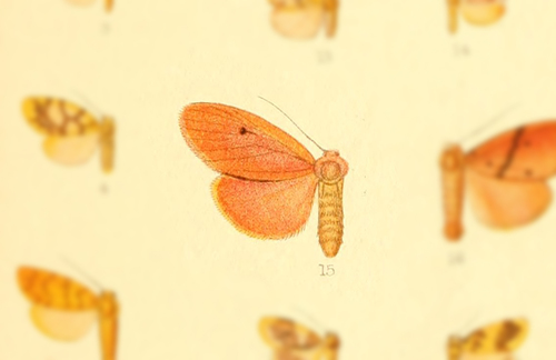 Asura unipuncta