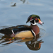 Wood Duck - Photo (c) Olaf Oliviero Riemer, some rights reserved (CC BY-SA)
