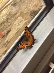 Nymphalis polychloros