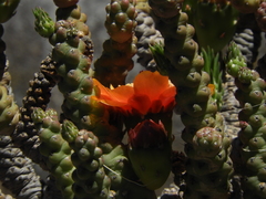 Tephrocactus verschaffeltii