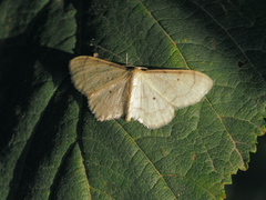 Idaea politaria