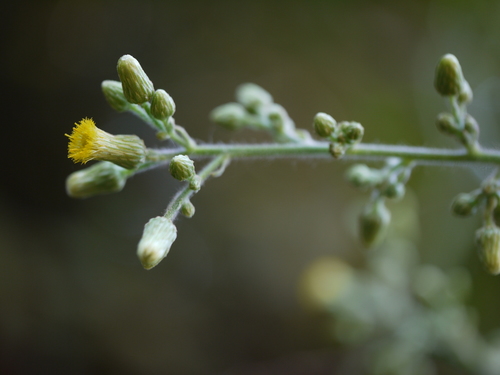 Blumea lanceolaria (Roxb.) Druce