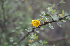 Chamaecrista greggii