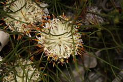 Petrophile longifolia