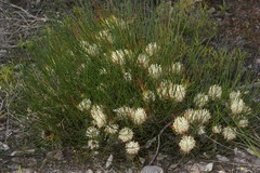 Petrophile longifolia