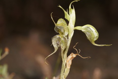 Pterostylis ciliata