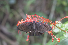 Papilio castor formosanus